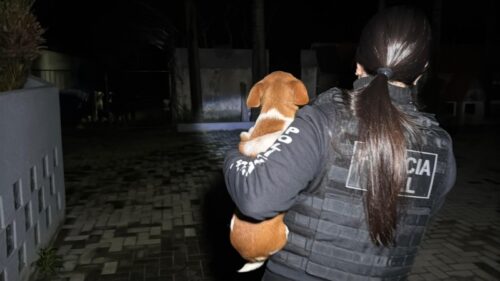 Ex-secretária de Bem-Estar Animal é presa por esquema de eutanásia ilegal e desvio de doações para animais no RS