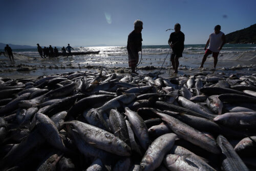Deputado federal catarinense apresenta projeto contra limite da pesca da tainha em SC