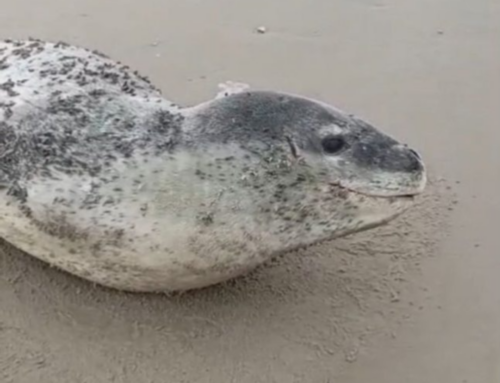 Aparição rara de foca-leopardo surpreende moradores em praia de SC