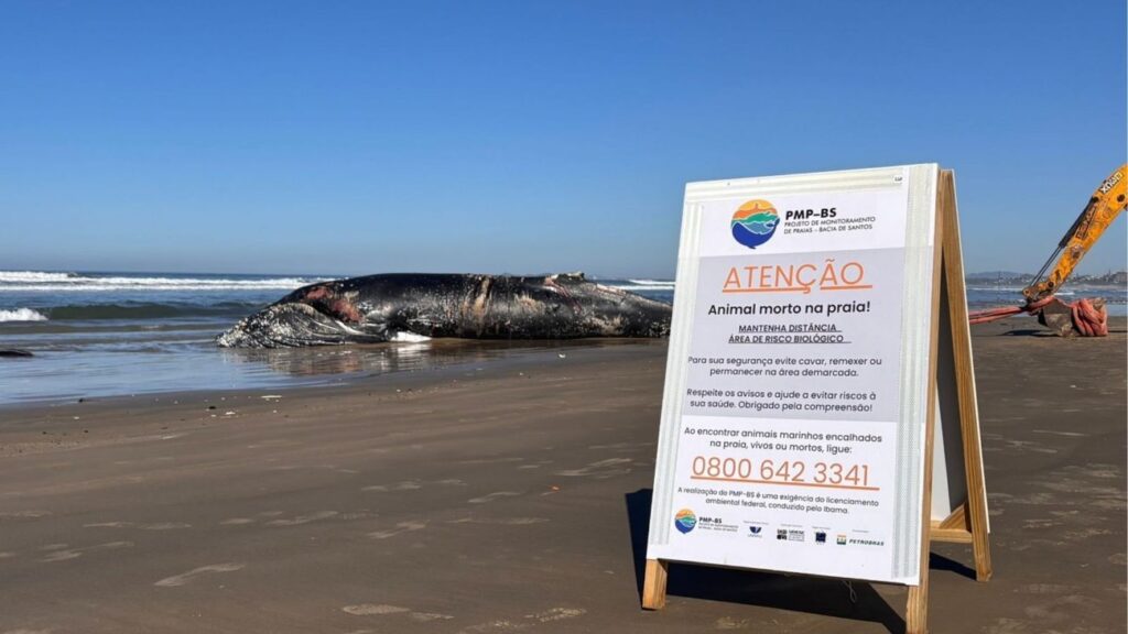 Baleia-jubarte é encontrada morta em praia de SC e causa mobilização
