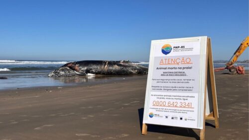 Baleia-jubarte é encontrada morta em praia de SC e causa mobilização