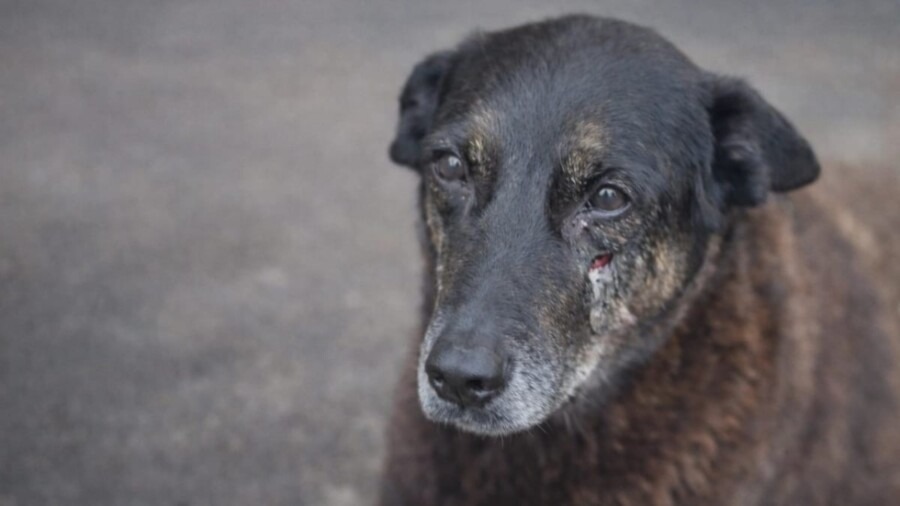 Caso Orelha pode mudar lei em SC e aumentar punições para maus-tratos a animais