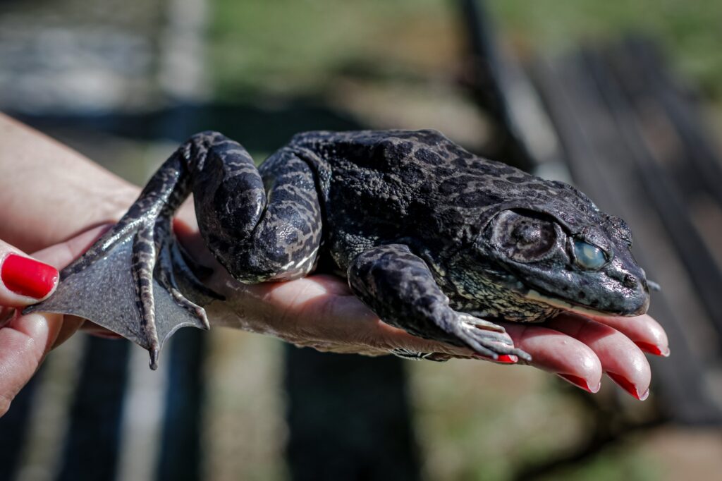 Espécie invasora acende alerta em Florianópolis e mobiliza força-tarefa ambiental