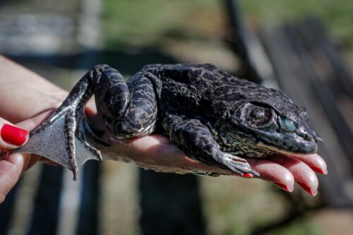 Espécie invasora acende alerta em Florianópolis e mobiliza força-tarefa ambiental