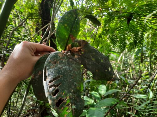 Estudo da UFSC faz alerta grave sobre plantas de SC ameaçadas de extinção