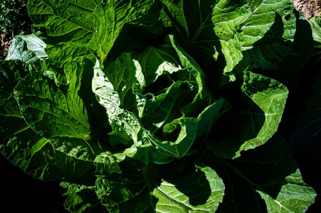 Florianópolis abre cadastro que pode ampliar oportunidades para agricultores