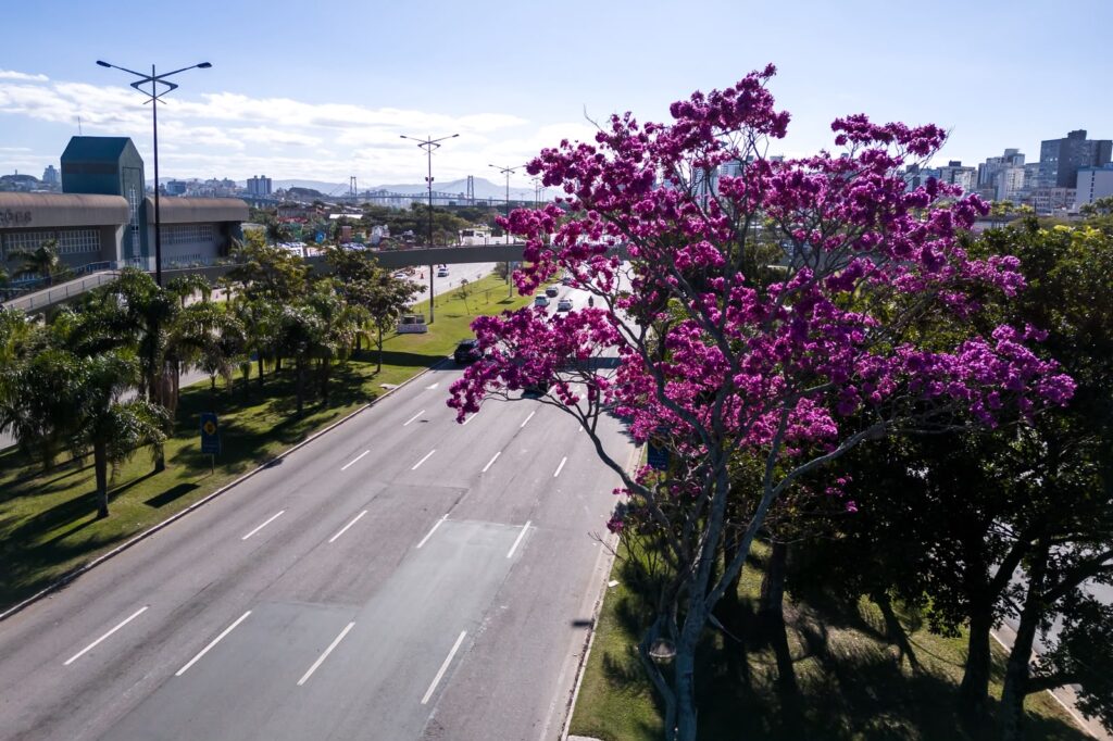 Florianópolis vai mapear 6 mil árvores; veja o que muda na cidade