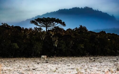 Frio intenso derruba temperaturas a -6°C e acende alerta em SC