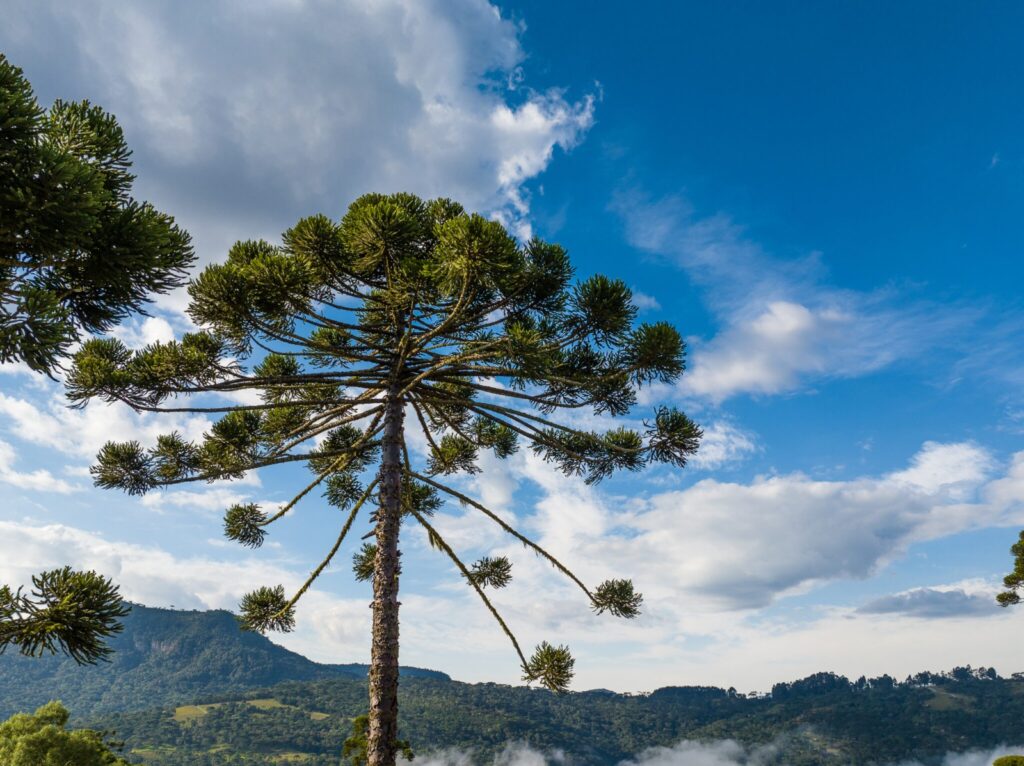 Frio perde força e sol volta a dominar o tempo em Santa Catarina