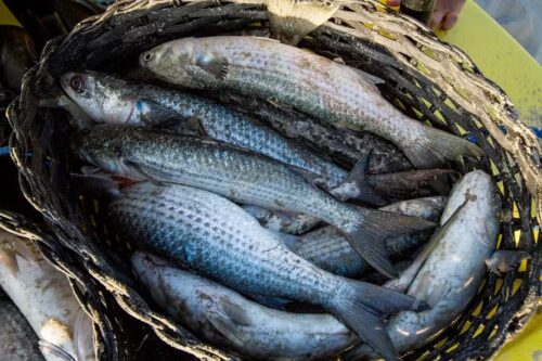 Governo manda parar pesca da tainha após atingir limite da temporada