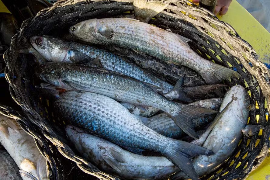 Governo manda parar pesca da tainha após atingir limite da temporada