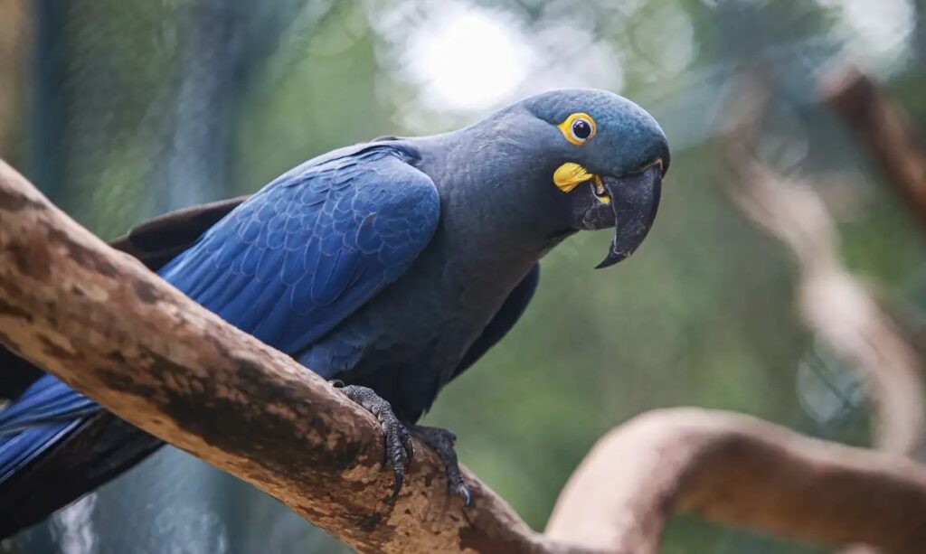 Nova lista revela quais animais brasileiros correm mais risco de extinção