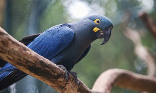 Nova lista revela quais animais brasileiros correm mais risco de extinção