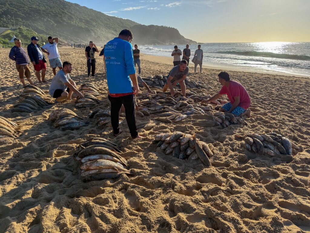 Pesca da tainha volta em Balneário Camboriú após decisão que alivia 300 famílias