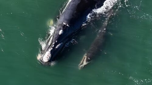Primeiro filhote de baleia-franca da temporada é visto no litoral de SC