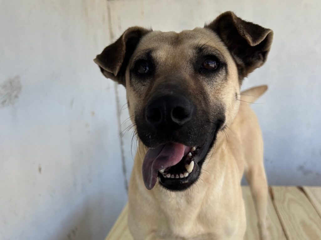 Resgatados de situação delicada, 15 cães agora esperam por uma nova família em Criciúma