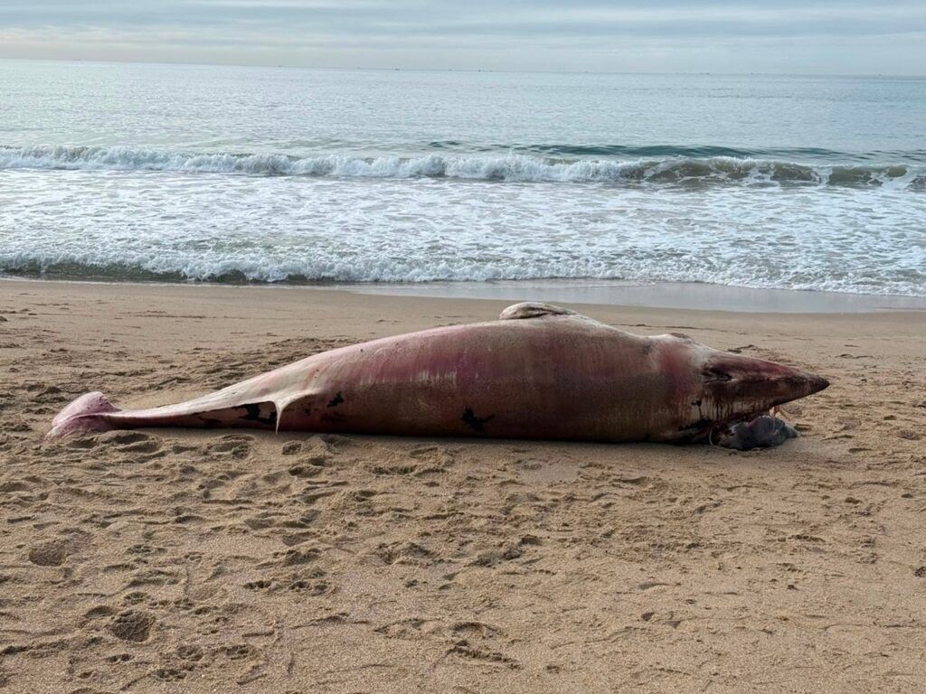 Baleia-minke é encontrada morta em praia de BC