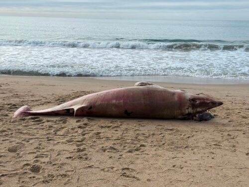 Baleia-minke é encontrada morta em praia de BC