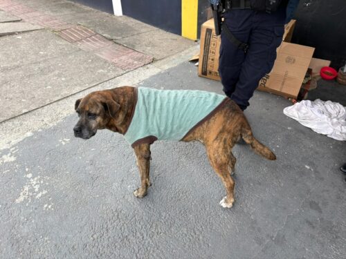 Cadela é vítima de abuso sexual em Itajaí e caso revolta moradores