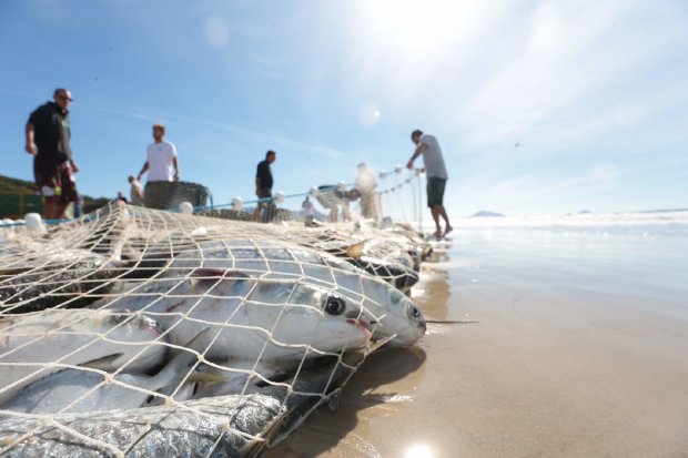 Prefeituras catarinenses se manifestam sobre encerramento da pesca por arrasto de praia da tainha