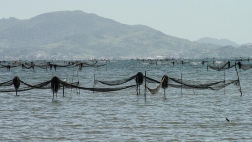 Após mais de 20 anos de espera, pesca do camarão ganha novas regras em SC