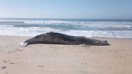 Baleia-jubarte encalha em praia de SC e mobiliza força-tarefa para ação urgente