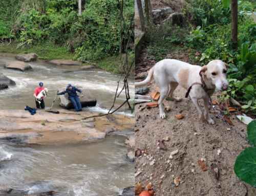 Bombeiros enfrentam correnteza para salvar cão ilhado em rio de São José