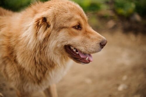 Capivari de Baixo abre mais de 500 vagas para castração gratuita de cães e gatos