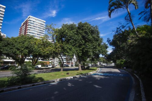 Consulta pública vai definir onde Florianópolis precisa de mais árvores