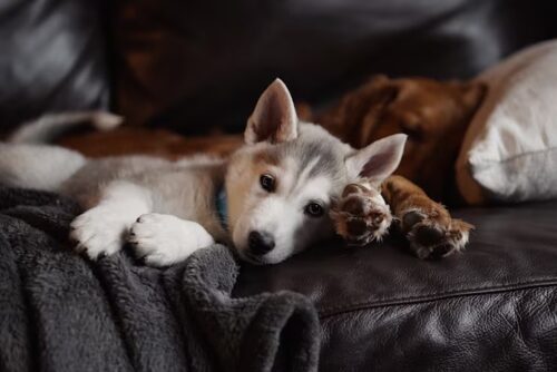 Dormir com cachorro ou gato na cama faz mal? Veja o que dizem especialistas