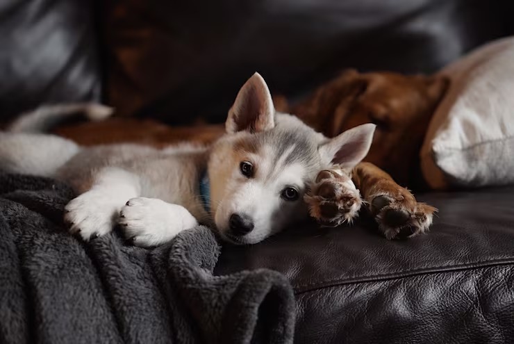Dormir com cachorro ou gato na cama faz mal? Veja o que dizem especialistas