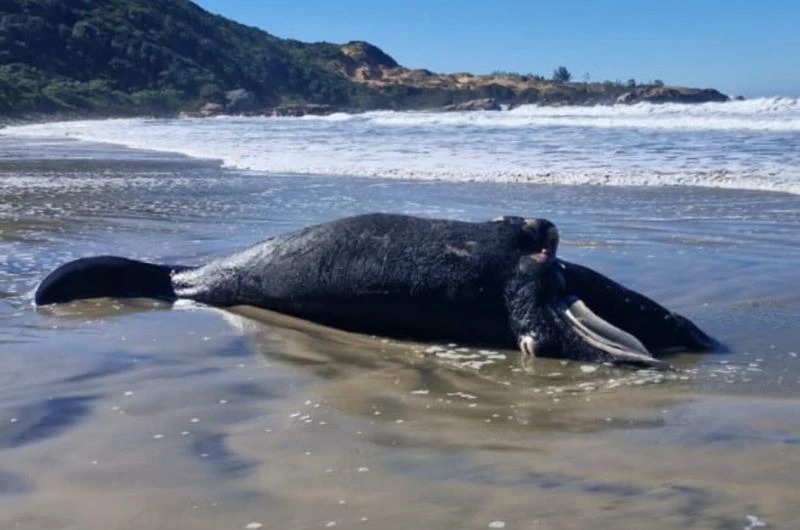 Filhote de baleia-franca é encontrado morto em Imbituba