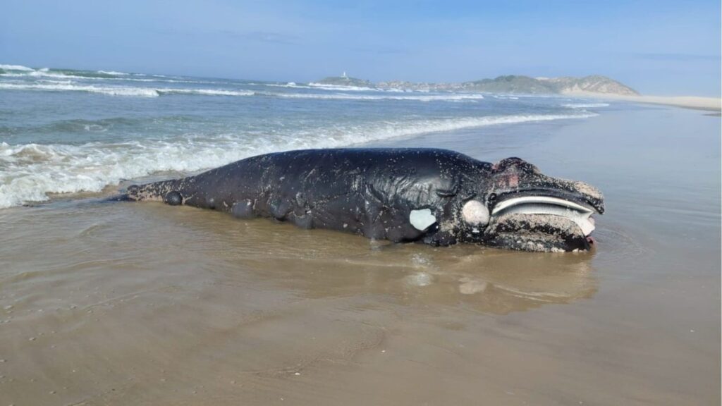 Filhote de baleia-franca é encontrado morto em praia de Santa Catarina