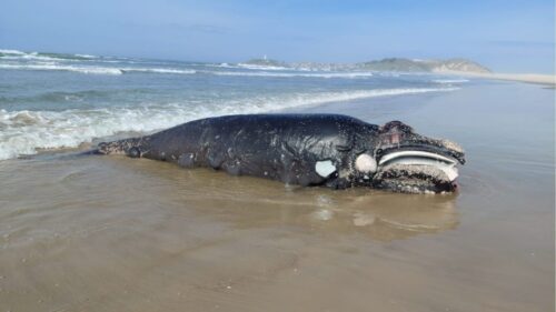 Filhote de baleia-franca é encontrado morto em praia de Santa Catarina