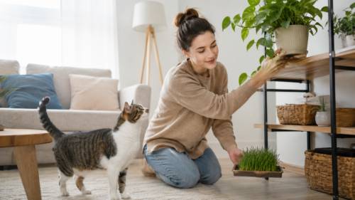 Gato comendo planta? Veja quando é perigoso