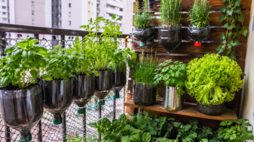 Horta doméstica com recicláveis: como reaproveitar recipientes e reduzir resíduos orgânicos