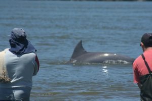 Pesquisa da UFSC ajuda Justiça a barrar obra que ameaçava pesca com botos