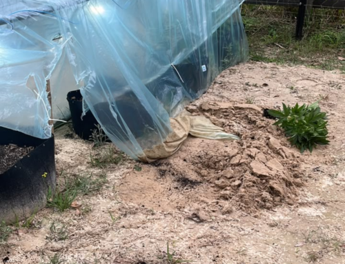 Polícia descobre estufa de maconha totalmente equipada em cidade de Santa Catarina