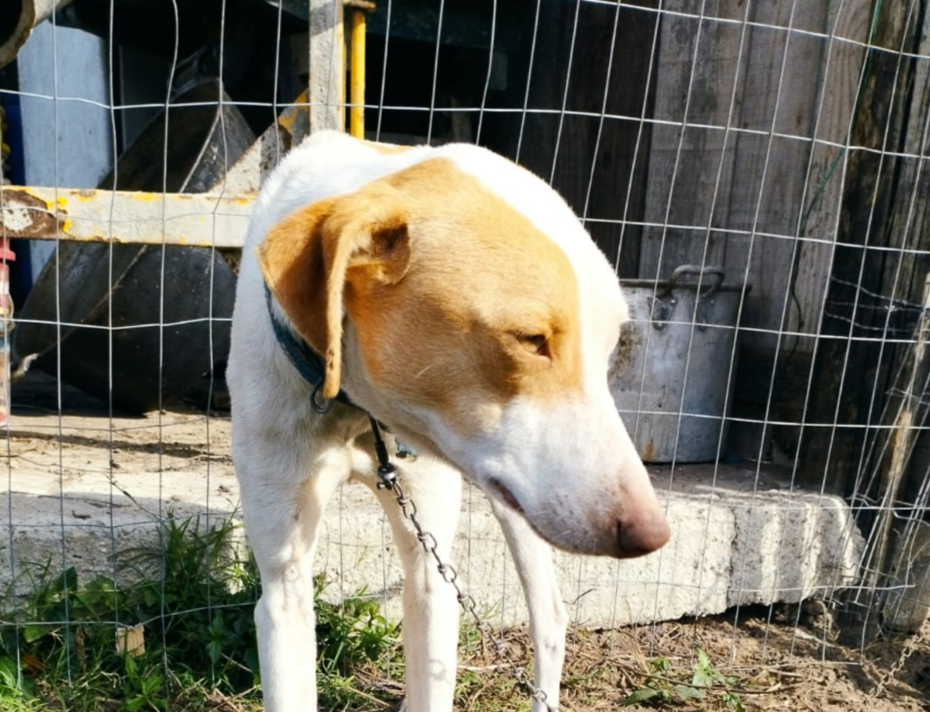Polícia encontra 36 aves silvestres irregulares e resgata cão vítima de maus-tratos em Florianópolis