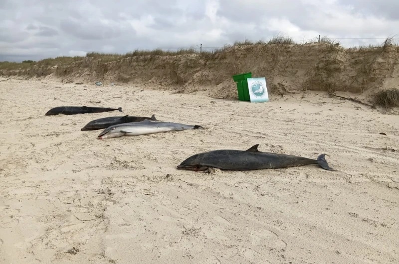 Quatro golfinhos aparecem mortos em praia de SC e caso será investigado