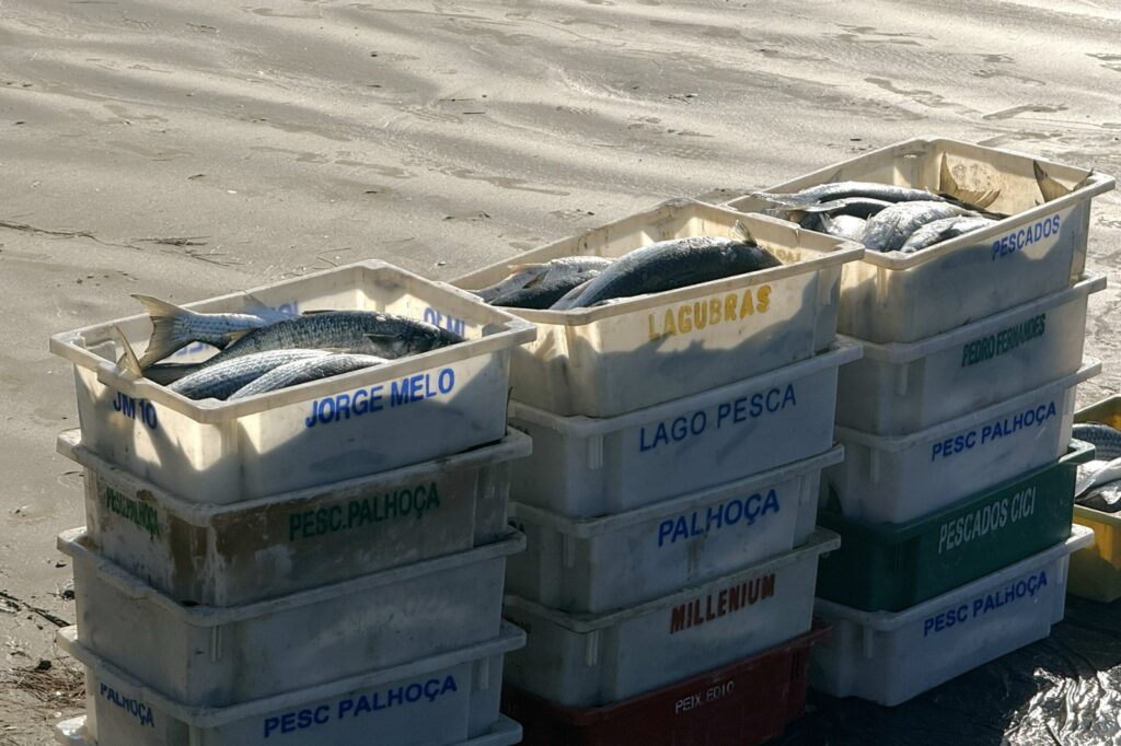 Safra da tainha surpreende em Imbituba e pesca artesanal passa de 150 toneladas