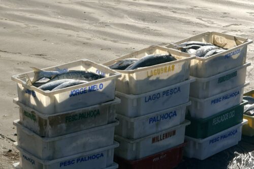 Safra da tainha surpreende em Imbituba e pesca artesanal passa de 150 toneladas