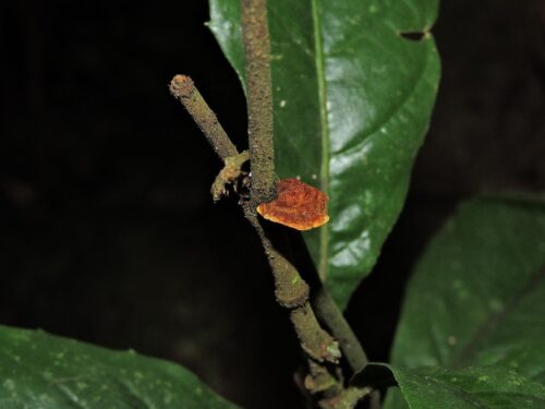 Santa Catarina concentra 75% dos fungos ameaçados de extinção do Brasil