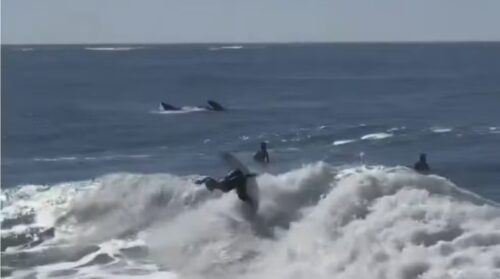 VÍDEO: Tatiana Weston-Webb é surpreendida por baleia-franca durante surf em SC