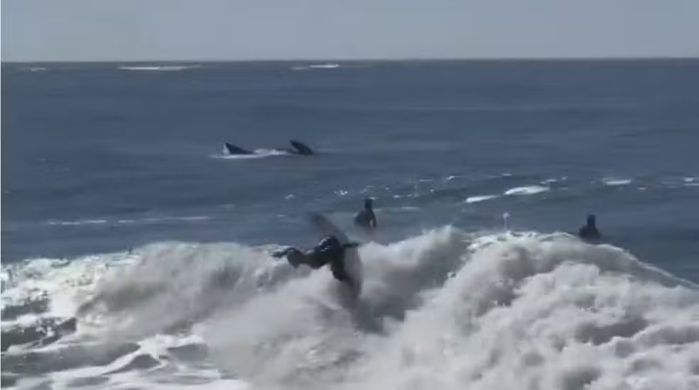 VÍDEO: Tatiana Weston-Webb é surpreendida por baleia-franca durante surf em SC