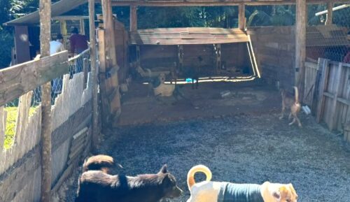 Mais de 30 animais são resgatados por ação conjunta e casal é preso em flagrante por maus-tratos em Blumenau