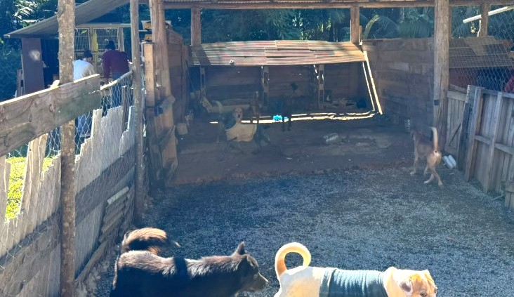 Mais de 30 animais são resgatados por ação conjunta e casal é preso em flagrante por maus-tratos em Blumenau