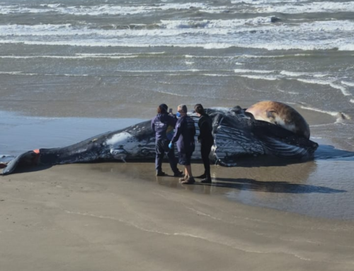 Baleia-jubarte é encontrada morta em Laguna e detalhe chama atenção na investigação