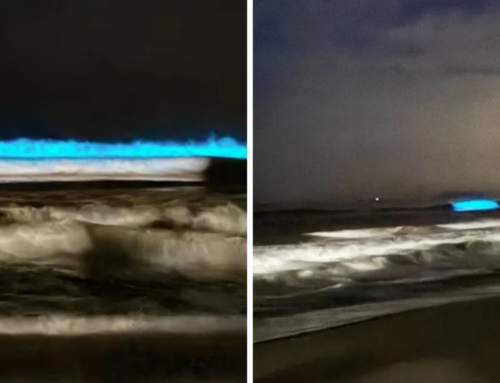 Mar de São Francisco do Sul ganha brilho azul em fenômeno raro