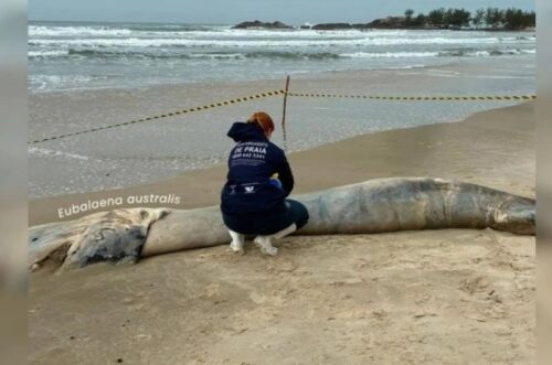 Filhote de baleia-franca é encontrado morto em praia de Garopaba
